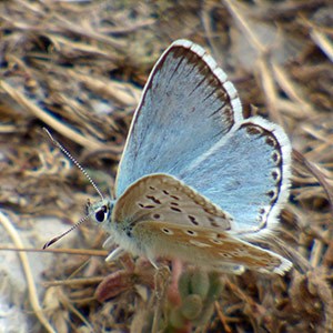 Spanish Chalkhill Blue - Polyommatus albicans © John Muddeman